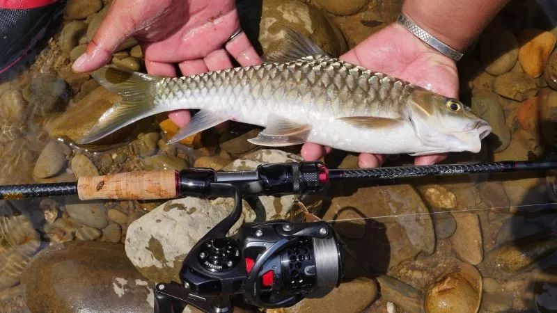 【重磅福利】看徐觉非马来西亚山河溪流探钓