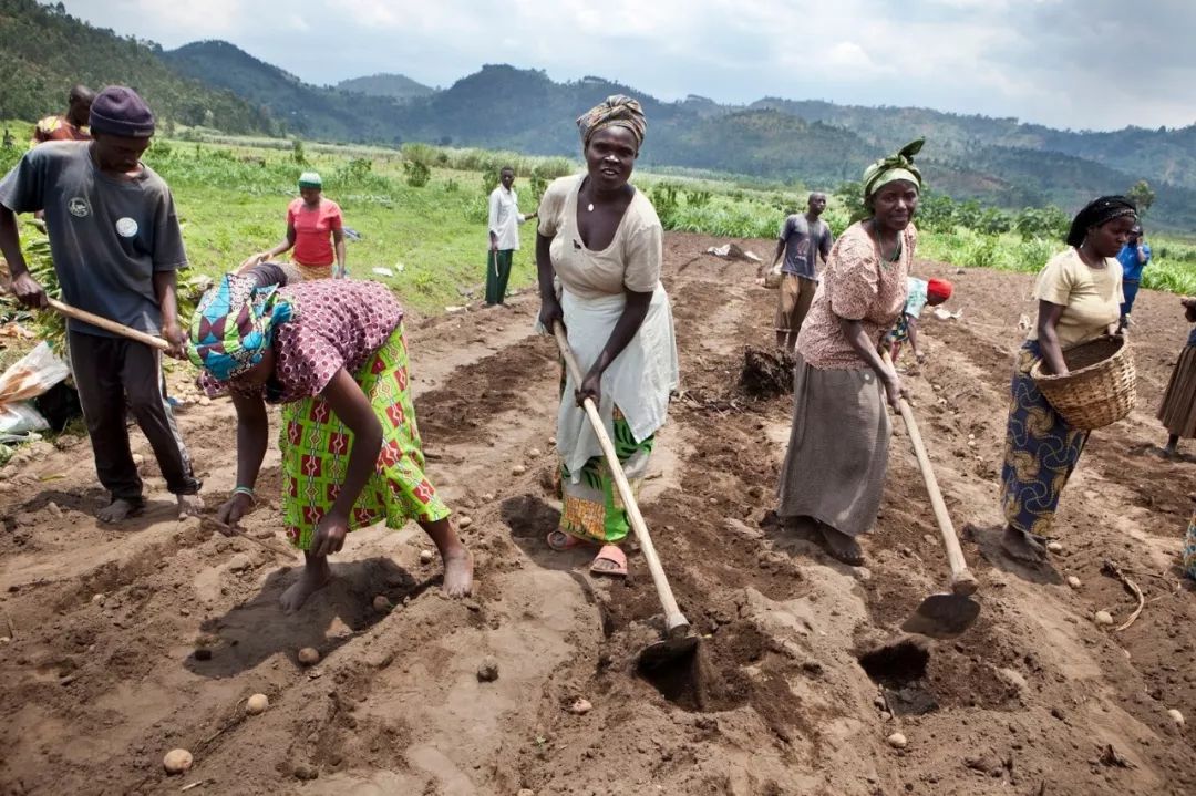 以色列农业正如非洲卢旺达的农民和以色列农民相比,卢旺达农民很