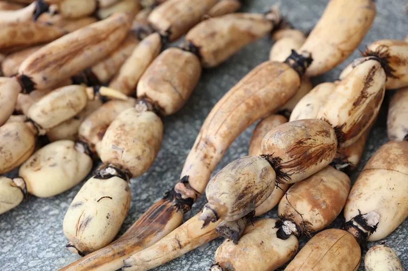 10斤有机雪藕才能做出1碗藕面吃三碗也不怕胖