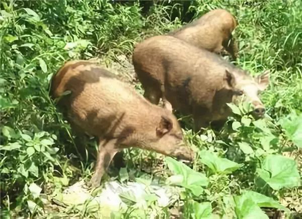 铜鼓野猪"仗法欺人"74糟蹋农田赶都不走!