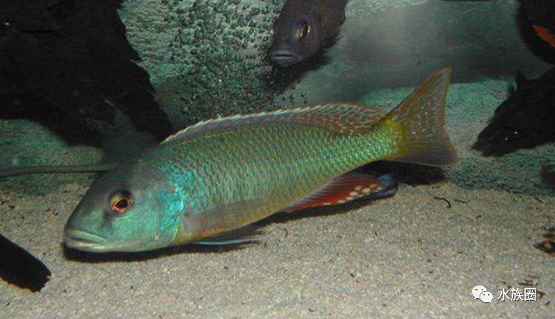 马鲷鱼体长,以小型的阿芙拉为例,阿芙拉以最大体长9厘米来算,它的寿命