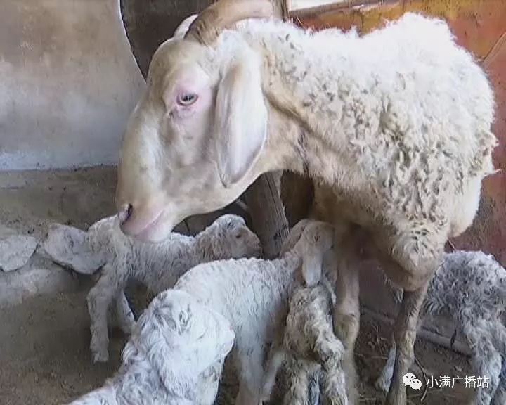 少见超级羊妈妈一胎产五羔