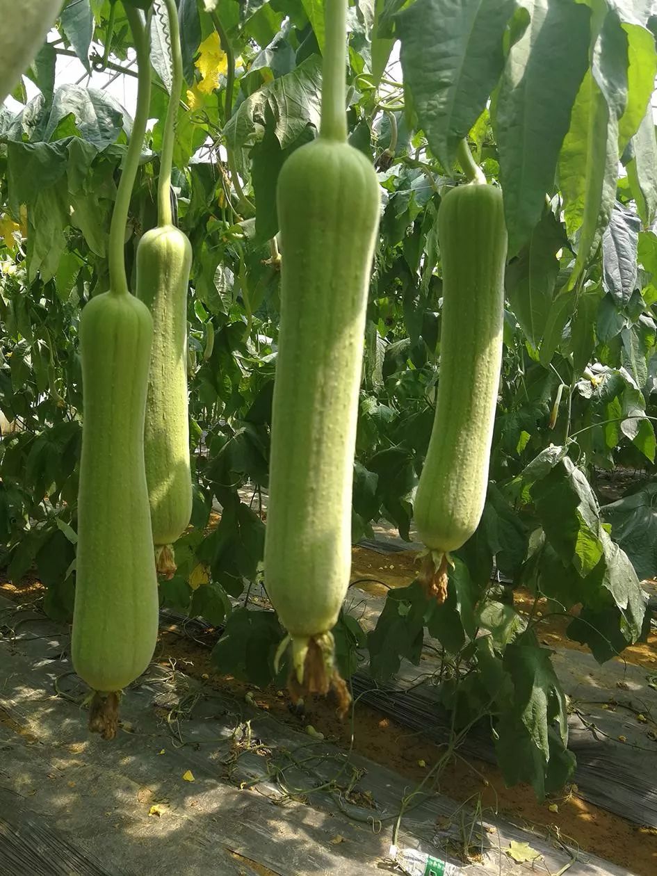 选好丝瓜品种每亩轻松收益15万