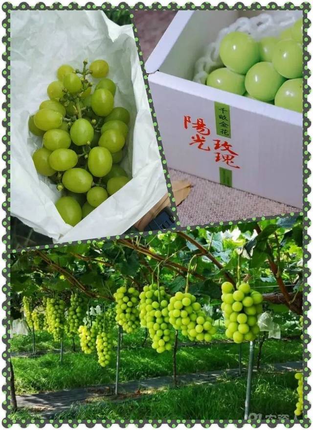 海上生明月房车享葡桃