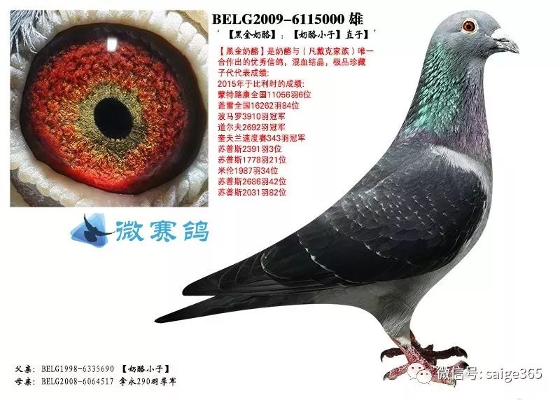 围观这羽鸽子是传奇还是炒作红遍全球的奶酪你了解多少