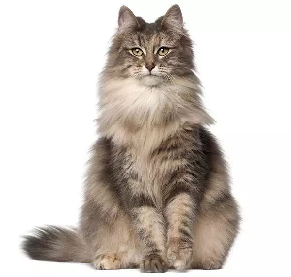 被女神遗落在人间的猫挪威森林猫
