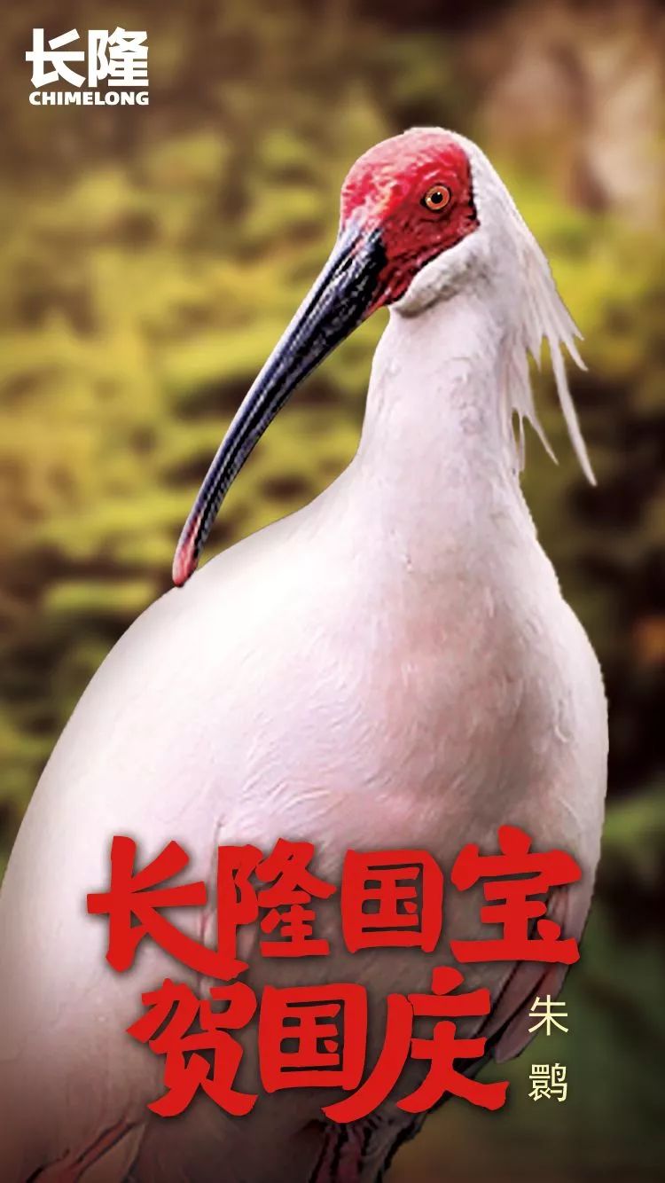 五大国宝来贺喜丨长隆再创繁育奇迹,珍稀动物首次联展!