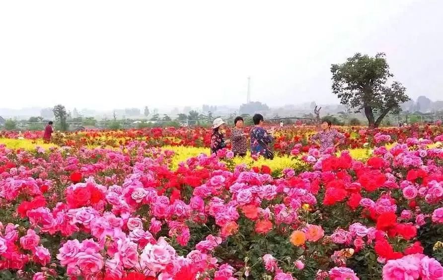 宿迁洋河玫瑰小镇千亩花海·巨型卡通乐园十一正式开园,无限送门票!