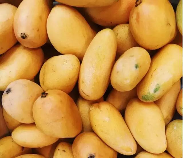 2019年巴基斯坦芒果出口量再创新高中国是集中出口国之一