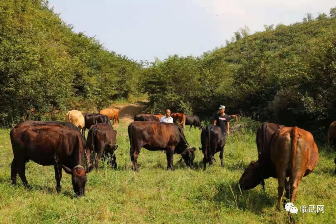 欢迎大家来店咨询临武老喜上喜盛达易购和福牛业直营店郴州市五岭广场