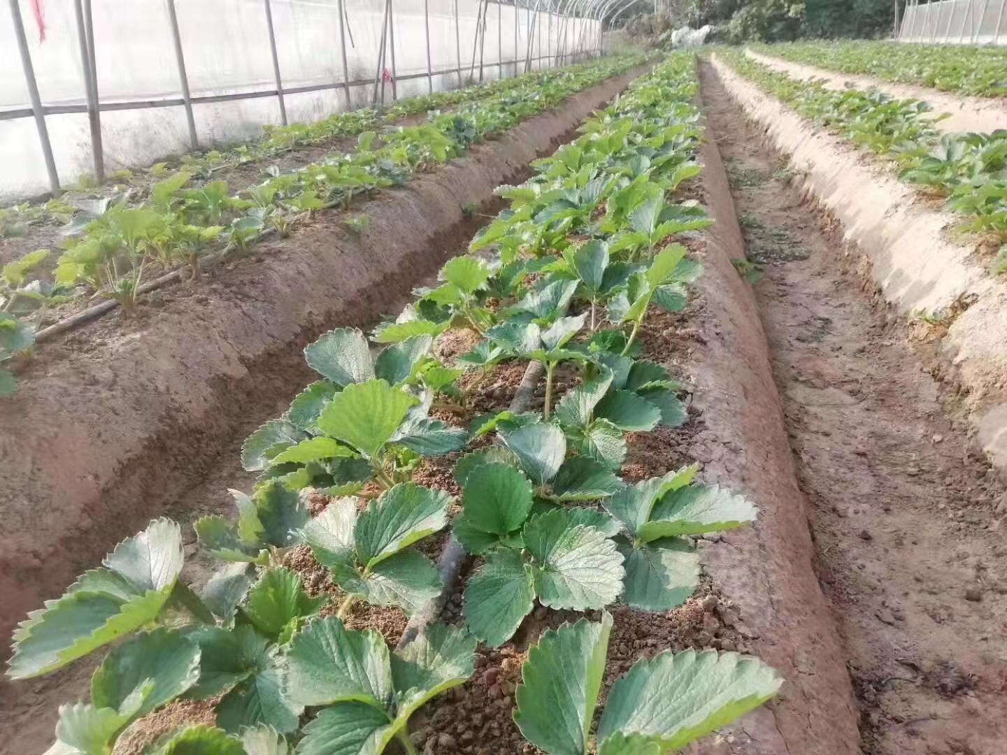 草莓苗期管理的五大要点你知道几条?