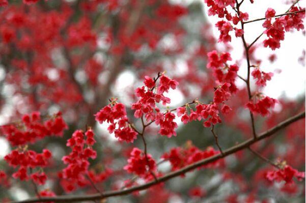 2,紅色櫻花傳說大家都知道,櫻花是日本的國花,它也有一段美麗動人的