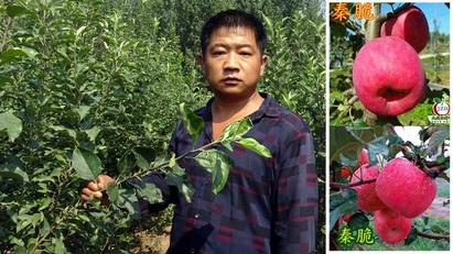 苹果树苗哪里买比较可靠
