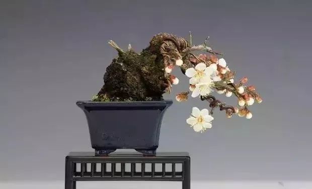 梅花盆景的几种造型样式和制作方法_修剪