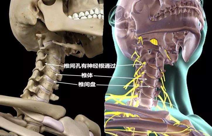 頸椎病裡的五花三層—頸椎的結構和功能