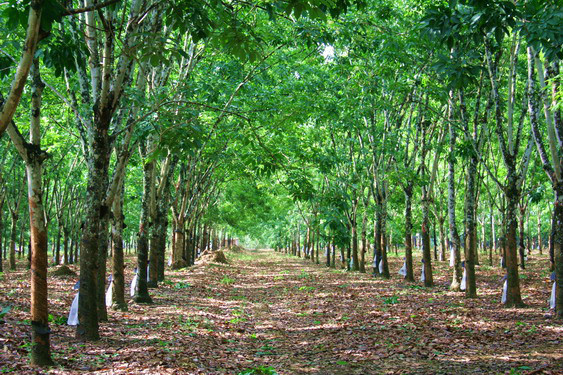 真精彩!别错过橡胶消泡剂与泡沫的对手戏啊