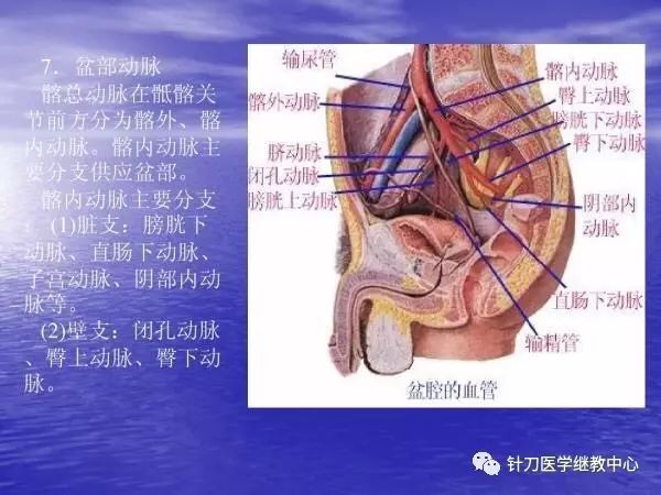 必備全套人體系統解剖ppt