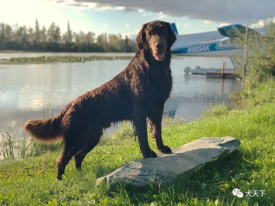 每日一王者austin出眾的美國平毛巡迴獵犬國家單獨展總冠軍