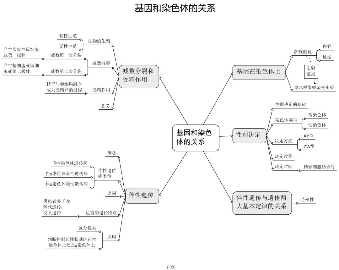 高考生物必修選修思維導圖最全歸納