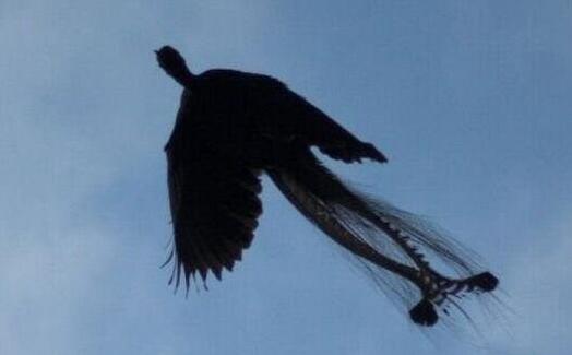 黑龙江男子拍到凤凰照片引起人们纷纷议论