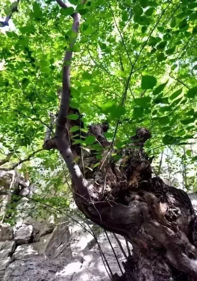 紫檀白檀黑檀绿檀到底是什么木头