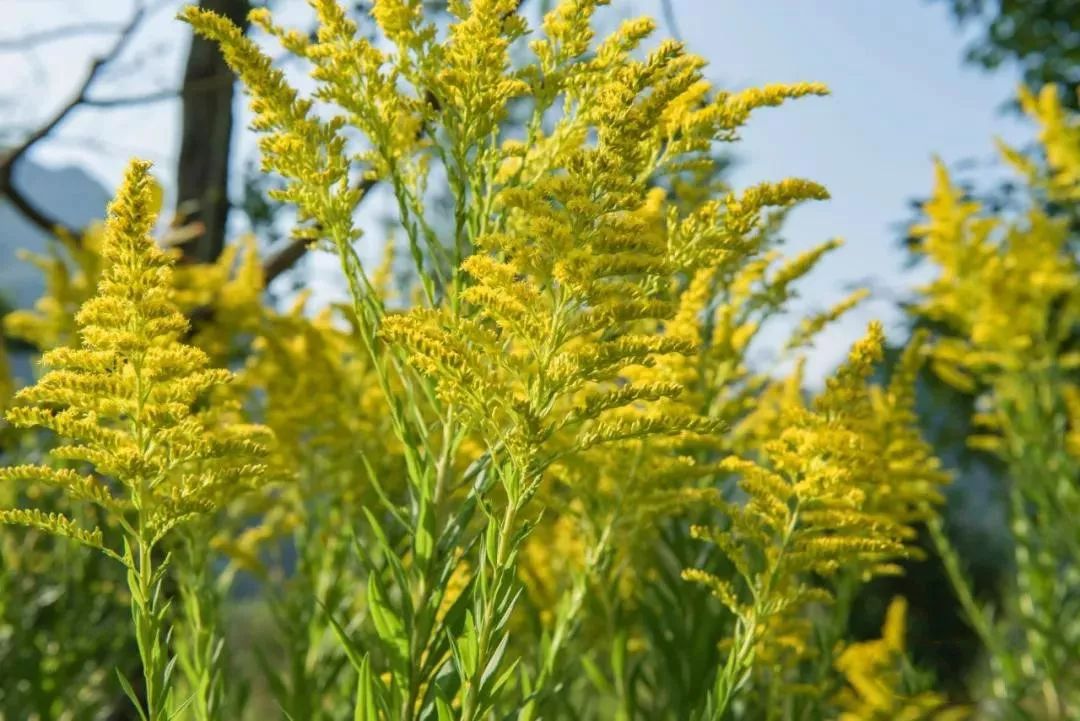 【盘州新闻】娘娘山发现可怕的外来入侵物种加拿大一枝黄花