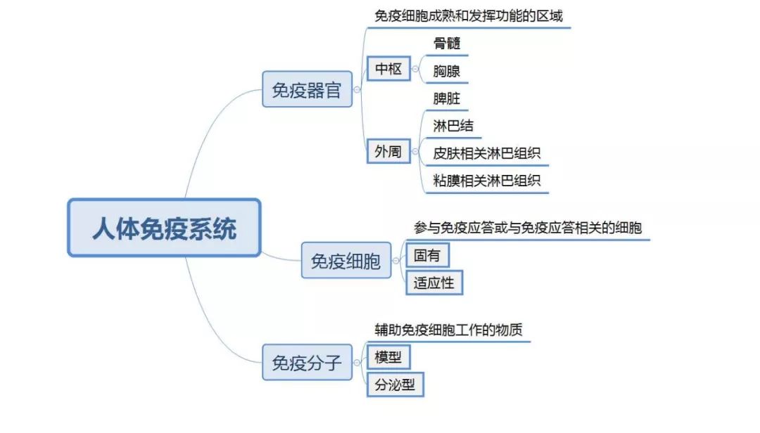 免疫系统就像是人体的护卫队,而组成这支护卫队的则是免疫细胞,它们