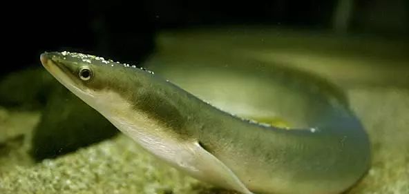 40锈斑蟳——花蟹41老虎蟹42鲈鱼43梭子蟹44海鳗45脊尾白虾——水白虾