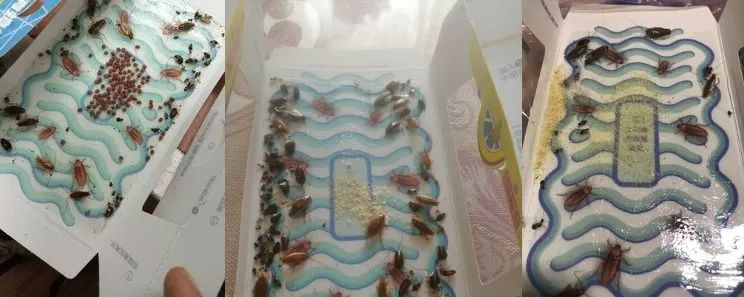 用拖鞋打蟑螂后果很严重,这个方法卫生又有效!