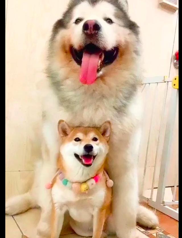 柴犬喜欢骑在小阿拉斯加身上,结果长大后两只狗的角色就互换了!