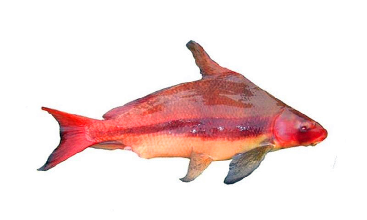 胭脂鱼,又名黄排,血排,粉排,火烧鳊,木叶盘,红鱼,紫鳊,燕雀鱼,火排