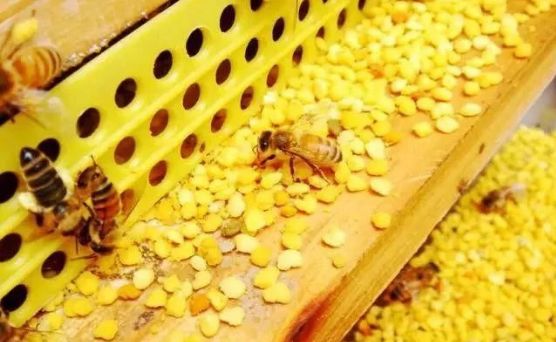 蜂群喂花粉,喂糖水的"知识小秘密"不用再去问别人,都在这里!_蜜蜂