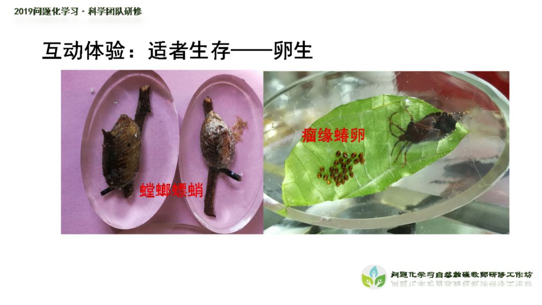 会伪装的麻皮蝽;大樟树"小青龙";螳螂,蟑螂的螵蛸;从咀嚼式口器