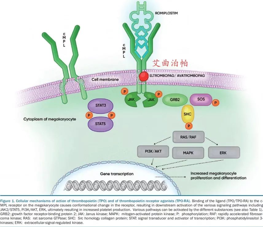 itpweek重新认识itp记首个口服tpo药物艾曲泊帕乙醇胺片进入医保