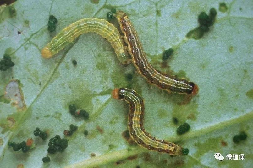 十字花科蔬菜虫害预警与有机防治来了