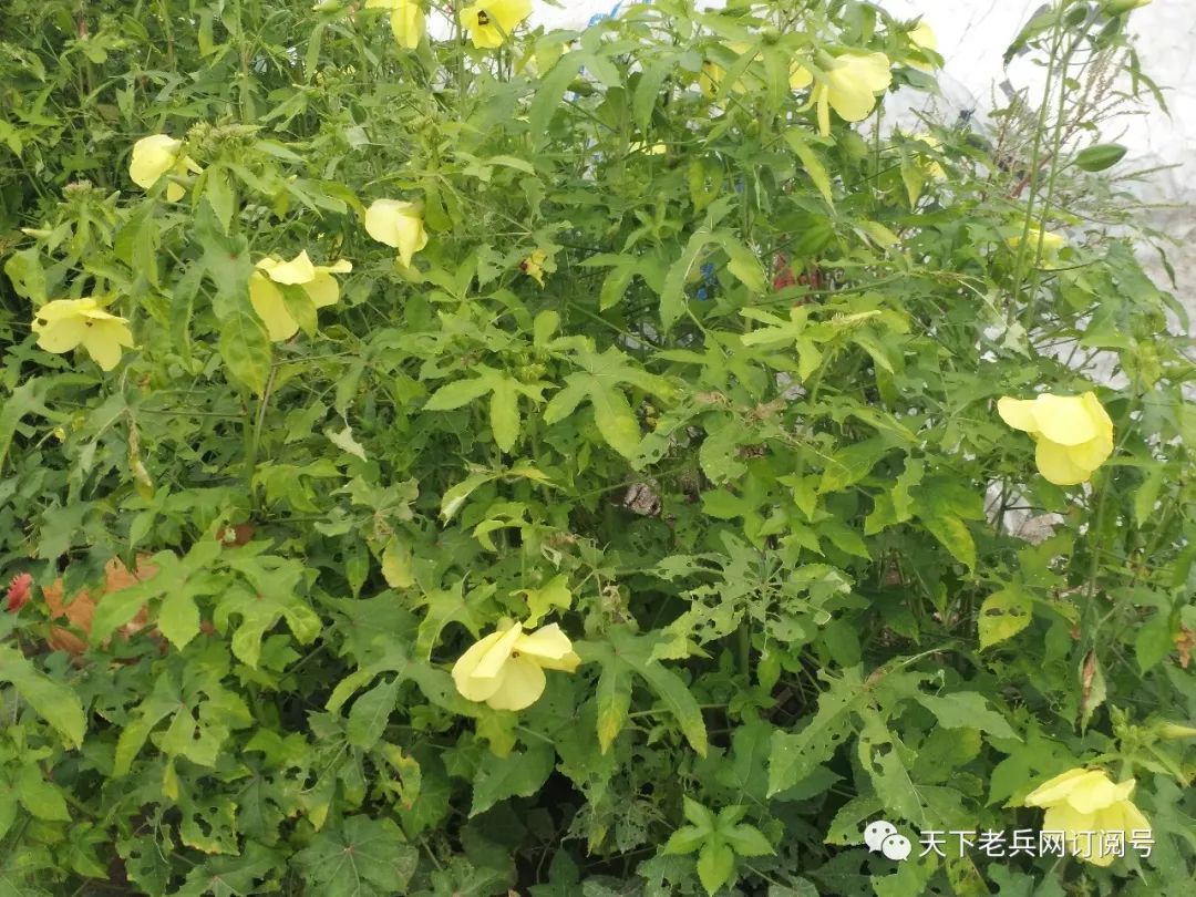 注:黄葵,别名麝香秋葵,山油麻,假棉桃,假三棯,水芙蓉,假芙蓉山油麻,野