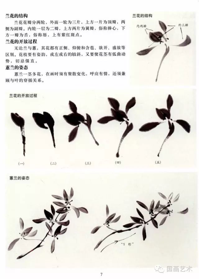 中国画技法基础教学兰花的画法