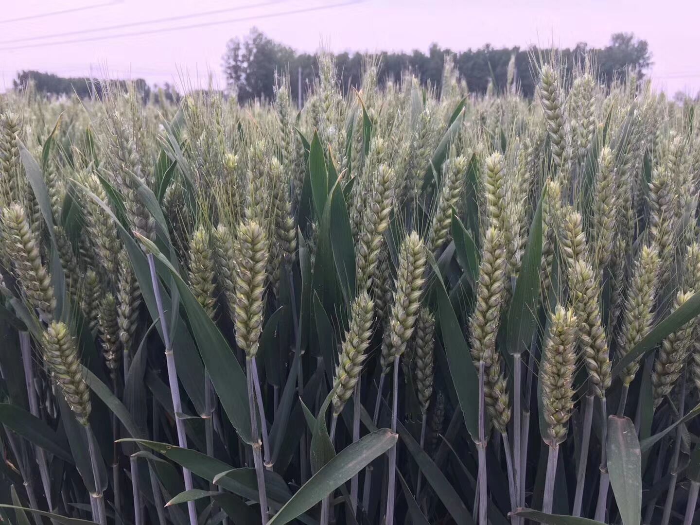 周麦26小麦品种简介图片