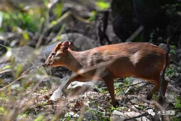 青麂误入水池被困木王景区成功救助