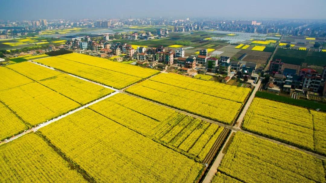 从遍地草舍到建筑名镇萧山区党湾迎来最好的黄金时代