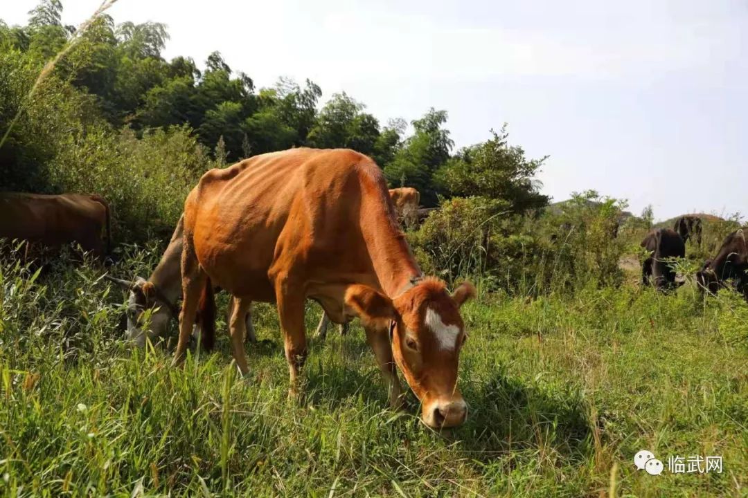 欢迎大家来店咨询临武老喜上喜盛达易购和福牛业直营店郴州市五岭广场