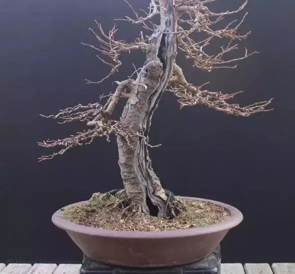 蓬蓬的落叶松盆景整理后大变样懂得取舍真的很重要