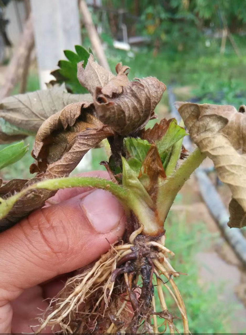 草莓根腐莖基腐炭疽紅中柱等土傳病害提前預防是關鍵