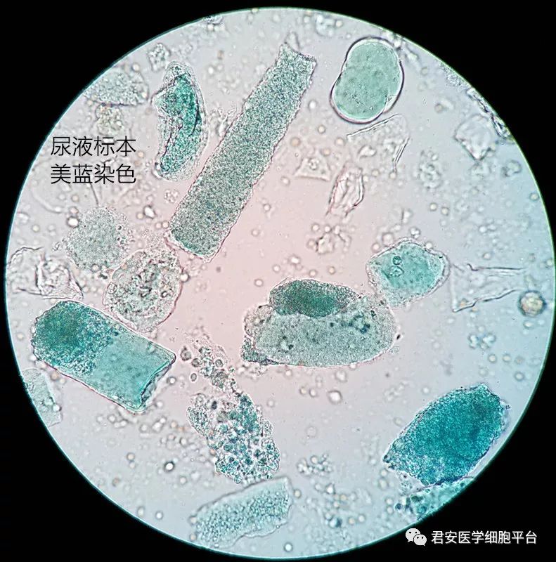 段师形态教学系列(第3期)