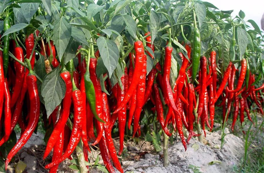 望都辣椒从清朝开始大规模的商品生产,清末民初,已经远销海外,优良的