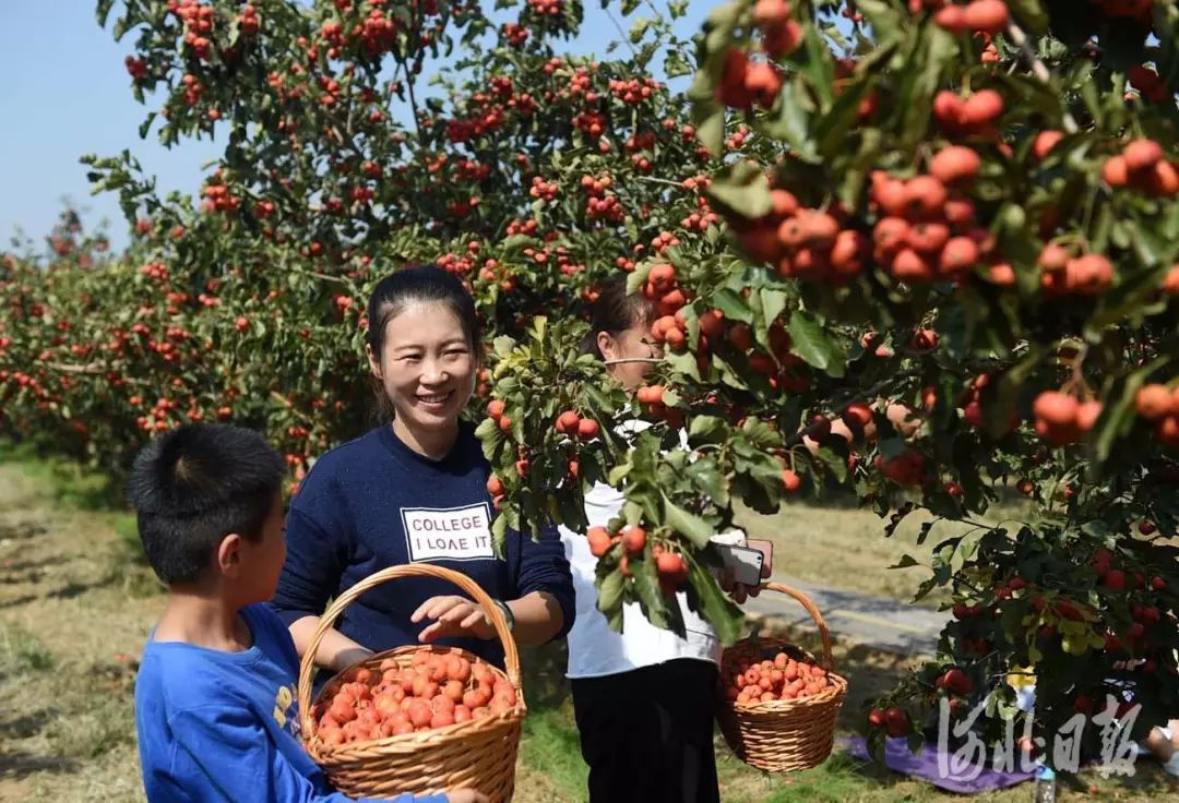 2019年9月26日,果农在河北省清河县马屯山楂观光旅游区采摘山楂.