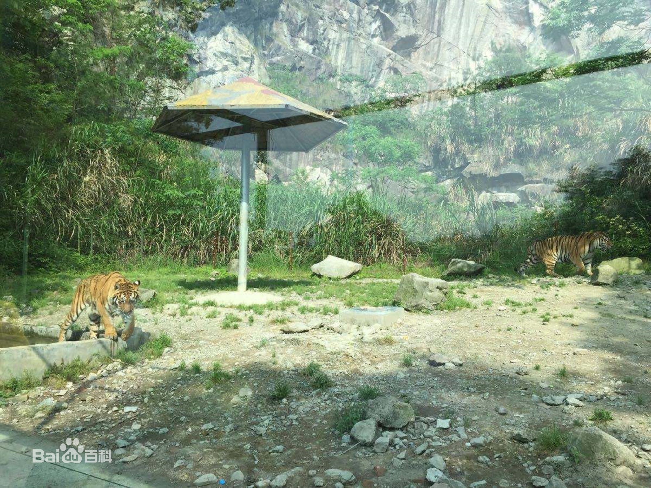 國慶長假讓我們去安地鎮的金華動物園看看吧