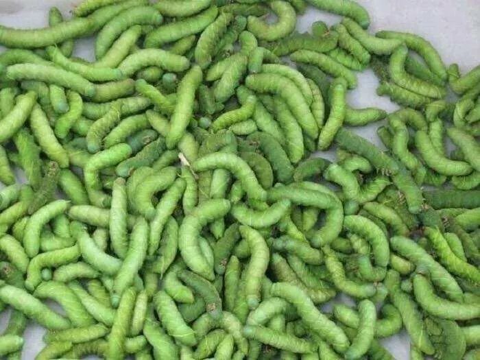 豆虫蜘蛛蛆等各种避之不及的虫子应该怎么吃