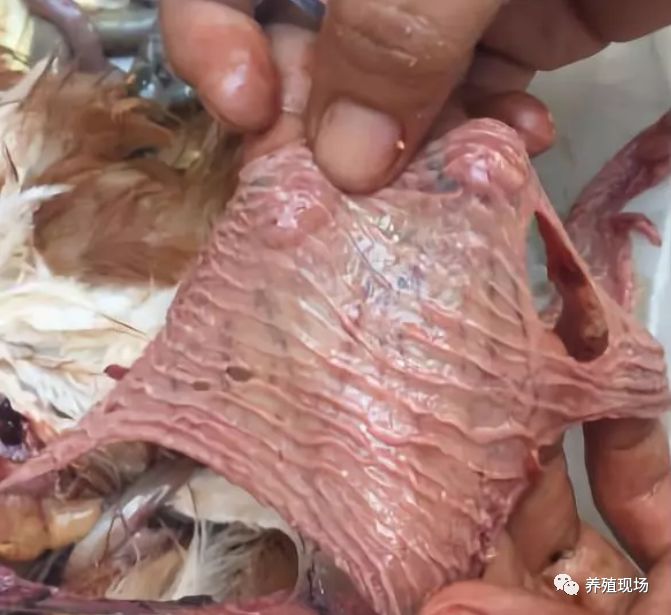 蛋鸡开产后输卵管炎常发提前做好预防减少经济损失