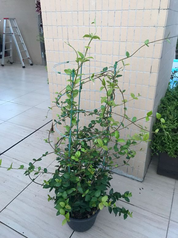 养盆风车茉莉,学学修剪养护,满墙开满"风车花",花瓣香飘十里